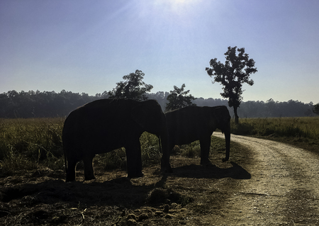 Indian elephants (Elephas maximus indicus) in Jim Corbett National Park, Indiaの写真素材