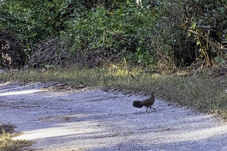 Kalij pheasant (Lophura leucomelanos) female in Jim Corbett National Park, India
