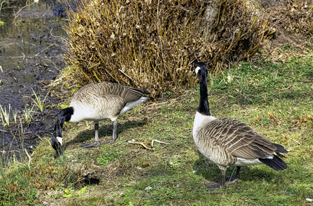 Canada goose (Branta canadensis) in in Stowe, Buckinghamshire, United Kingdomの写真素材