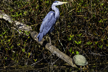 Wild grey heron (Ardea cinerea) and European pond turtle (Emys orbicularis, European pond terrapin or tortoise) in British parkの写真素材
