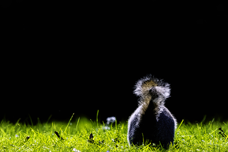 Eastern gray squirrel (Sciurus carolinensis) in British parkの写真素材