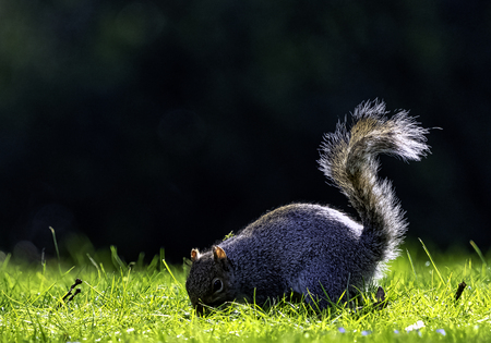 Eastern gray squirrel (Sciurus carolinensis) in British parkの写真素材