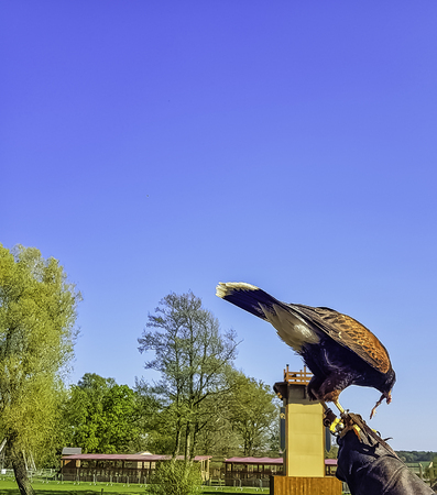 Harris's hawk (Parabuteo unicinctus) formerly known as the bay-winged or dusky hawkの写真素材
