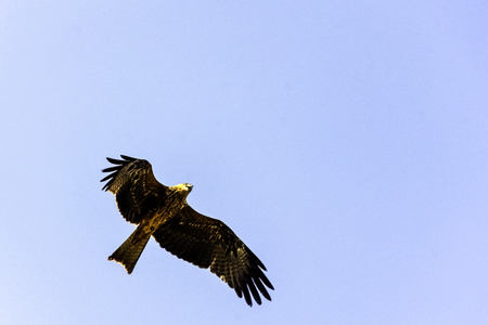 Flying red kite (Milvus milvus)