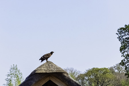 Young bald eagle (Haliaeetus leucocephalus) also known as white-headed or white-tailed eagle, sea...