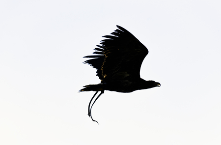 Young bald eagle (Haliaeetus leucocephalus) also known as white-headed or white-tailed eagle, sea...