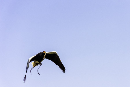 Flying steller's sea eagle (Haliaeetus pelagicus)