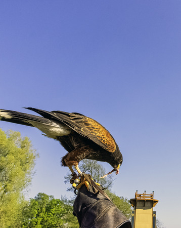 Harris's hawk (Parabuteo unicinctus) formerly known as the bay-winged or dusky hawk