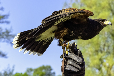 Harris's hawk (Parabuteo unicinctus) formerly known as the bay-winged or dusky hawkの写真素材