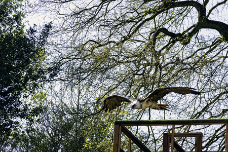 Flying bearded vulture (Gypaetus barbatus), also known as the lammergeier vulture (or lammergeyer)...