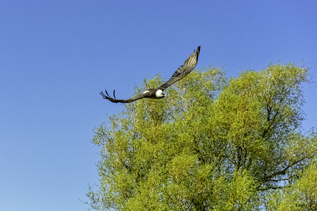 Flying bearded vulture (Gypaetus barbatus), also known as the lammergeier vulture (or lammergeyer)...