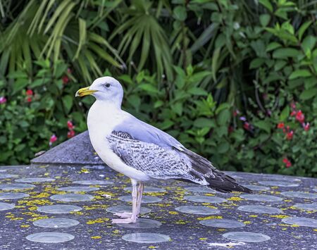 Young European herring gull (Larus argentatus) - Saint-Malo, Brittany, Franceの写真素材