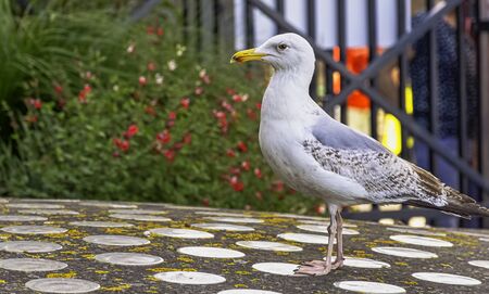 Young European herring gull (Larus argentatus) - Saint-Malo, Brittany, Franceの写真素材