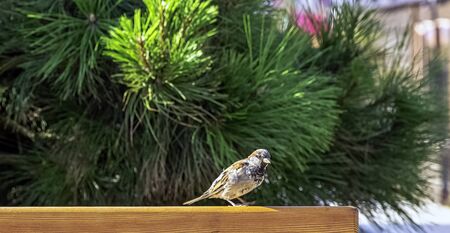 House sparrow (Passer domesticus) with pine tree in background - Hel, Pomerania, Poland