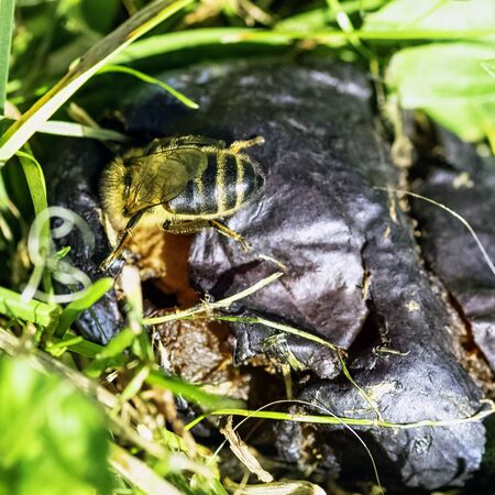 Honey bee also spelled honeybee in Polish gardenの写真素材