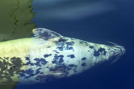 Grey seal (Halichoerus grypus) swimming in Baltic Sea - Hel, Pomerania, Poland