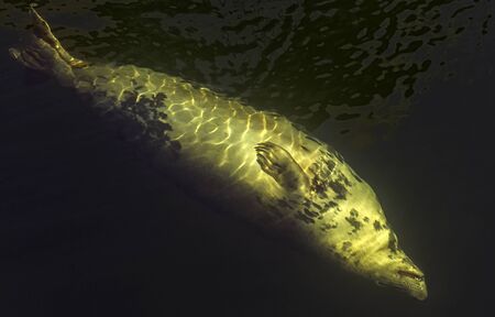 Grey seal (Halichoerus grypus) swimming in Baltic Sea - Hel, Pomerania, Poland