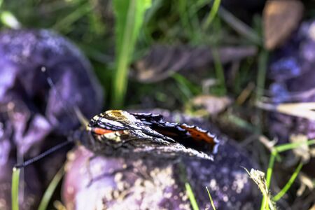 Butterfly vanessa atalanta known as red admiral or admirable - Choczewo, Pomerania, Poland