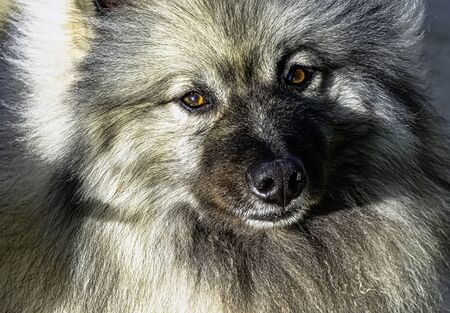 Keeshondis a medium-sized dog with a plush, two-layer coat of silver and black fur with a ruff and a curled tailの写真素材