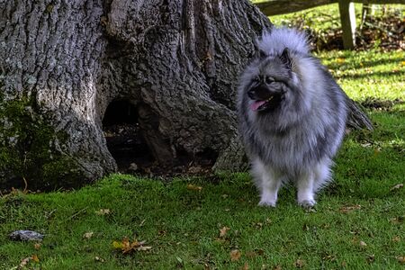 Keeshondis a medium-sized dog with a plush, two-layer coat of silver and black fur with a ruff and a...