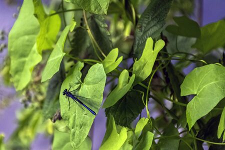Banded Demoiselle dragonfly (Calopteryx splendens) - male in British parkの写真素材