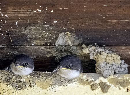 Common house martin (Delichon urbicum), sometimes called the northern house martin - nest with chicks in Choczewo, Pomerania, Polandの写真素材