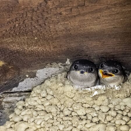 Common house martin (Delichon urbicum), sometimes called the northern house martin - nest with chicks in Choczewo, Pomerania, Polandの写真素材