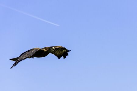 Flying red kite (Milvus milvus)