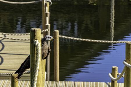 Red kite (Milvus milvus)の写真素材