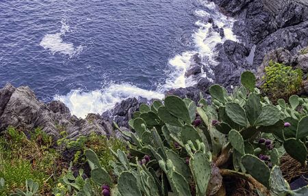 Opuntia stricta - Prickly pear cactus - Vernazza, Cinque Terre, Liguria, Italy