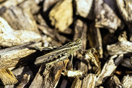 Chorthippus brunneus known as common field grasshopper in British park