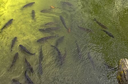 Aerial view of Marne River full of fish in Meaux, Franceの写真素材