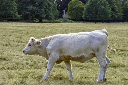 Charolais cattle - young bulls on British farmの写真素材