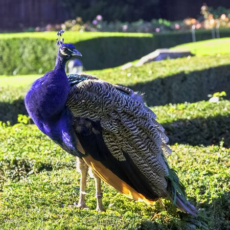 Peacock - male Indian or green peafowl in British Park - Warwick, Warwickshire, United Kingdomの写真素材