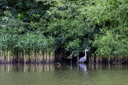 Wild grey heron (Ardea cinerea) in British parkの写真素材