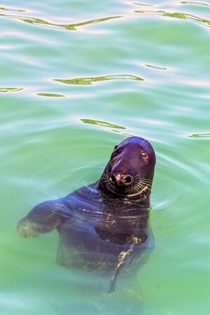 Antarctic fur seal (Arctocephalus gazella) - Hel, Pomerania, Polandの写真素材
