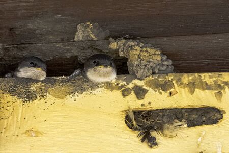 Common house martin (Delichon urbicum), sometimes called the northern house martin - nest with chicks in Choczewo, Pomerania, Polandの写真素材