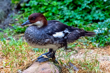 Mergellus albellus known as smew - female in dark plumage