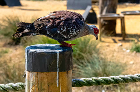 Columba guinea known as speckled pigeon or African rock pigeonの写真素材
