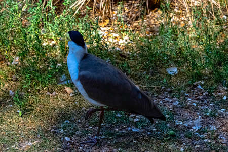 Vanellus miles known as masked lapwing, masked or spur-winged plover is a large, common and...