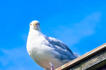 European herring gull (Larus argentatus)の写真素材
