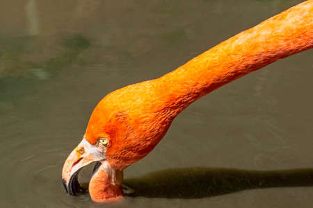 Phoenicopterus ruber known as American or Caribbean flamingo - Peninsula de Zapata / Zapata Swamp, Cubaの写真素材