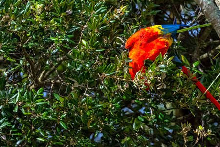 Ara macao known as scarlet macawの写真素材
