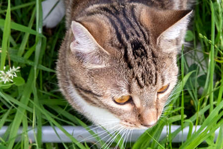 Young cat playing in the gardenの写真素材