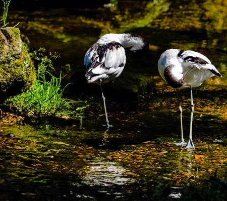 Pied avocet (Recurvirostra avosetta) - large black and white waderの写真素材