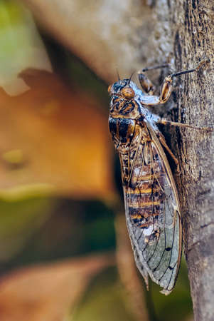 Cretan cicada (Cicada cretensis) - Gouves, Crete, Greeceの写真素材