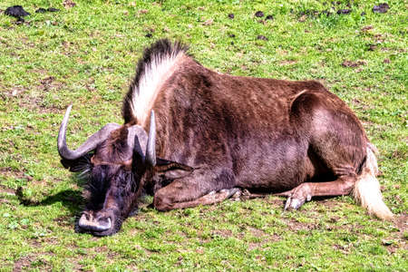 Black wildebeest (Connochaetes gnou) known as white-tailed gnu - Mountain Zebra National Park, South Africaの写真素材