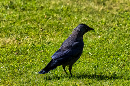 Coloeus monedula also known as the Eurasian, European or western jackdaw - Dover, Kent, United Kingdomの写真素材