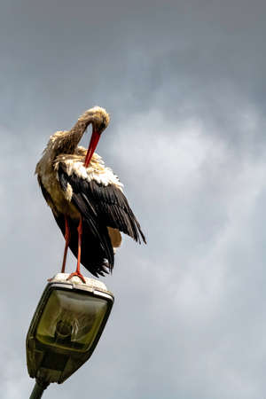Adult white stork (Ciconia ciconia) on the street lamp - Choczewo, Pomerania, Polandの写真素材