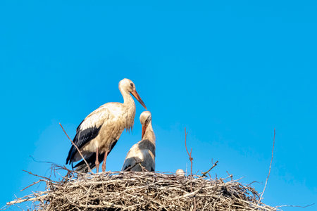 White stork (Ciconia ciconia) family in the nest - Werzchucino, Pomerania, Poland